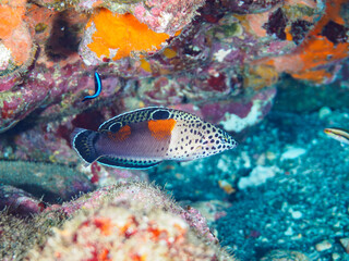 美しいカンムリベラ（ベラ科）の幼魚他。

静岡県伊豆半島賀茂郡南伊豆町中木から渡し船で渡るヒリゾ浜にて。
2023年水中撮影。


The Beautiful Clown coris (Coris aygula) juvenile and others. 

At Hirizohama beach, by ferry from Nakagi, Minami-Izu-cho,  Izu Penins