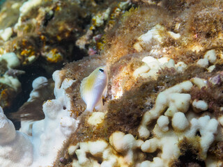ヒリゾ浜の可愛いネズスズメダイ（スズメダイ科）の幼魚。

静岡県伊豆半島賀茂郡南伊豆町中木から渡し船で渡るヒリゾ浜にて。
2023年水中撮影。

Lovely Grey demoiselle (Chrysiptera glauca) juvenile,

At Hirizohama beach, by ferry from Nakagi, Minami-Izu-cho,  Izu Peninsul