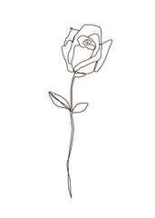Simple abstract continuous line art of one blooming rose with leaves. Love valentine romantic beauty elegance