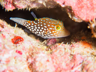ヒリゾ浜の可愛いシボリキンチャクフグ（フグ科）の幼魚。

静岡県伊豆半島賀茂郡南伊豆町中木から渡し船で渡るヒリゾ浜にて。
2023年水中撮影。


The Lovely Honeycomb toby (Canthigaster janthinoptera) juvenile.

At Hirizohama beach, by ferry from Nakagi, Minami-Izu-cho,  