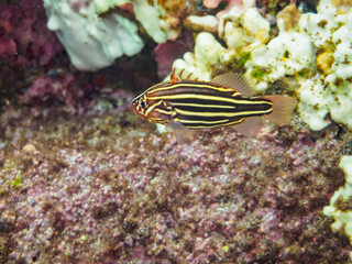 ヒリゾ浜の水中洞窟の不思議なヌノサラシ（ハタ科）の幼魚。

静岡県伊豆半島賀茂郡南伊豆町中木から渡し船で渡るヒリゾ浜にて。
2023年水中撮影。


Mysterious Goldenstriped soapfish (Grammistes sexlineatus) juvenile in sea caves.

At Hirizohama beach, by ferry from Nakagi,