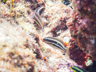 ヒリゾ浜の可愛いアオブダイ（ブダイ科）の幼魚他。

静岡県伊豆半島賀茂郡南伊豆町中木から渡し船で渡るヒリゾ浜にて。
2023年水中撮影。


The Lovely Knobsnout Parrotfish (Scarus ovifrons) juvenile and others. 

At Hirizohama beach, by ferry from Nakagi, Minami-Izu-ch