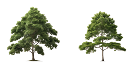 set of tree isolated on transparent background