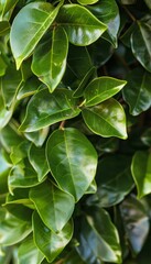 Obraz premium Close up of lush green hedge wall with small leaves in garden eco friendly evergreen background