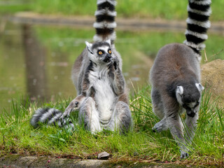 Fototapeta premium Lemuren