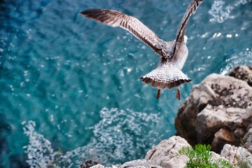 The seabird with graceful flight, the shearwater, glides effortlessly over ocean waves in search of...