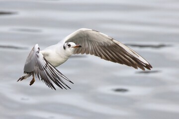 The albatross, majestic ocean wanderer, glides effortlessly over vast waves, embodying freedom and...