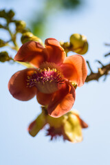 Close-up of beautiful orange tropical tree flowers on a tree in spring, summer season