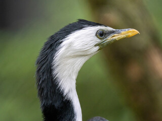 Kormoran