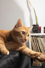 orange cat with tongue sticking out at home with furniture with vinyl background and photo camera