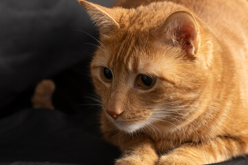 orange cat with black background