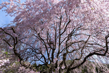 伸びやかな枝垂桜