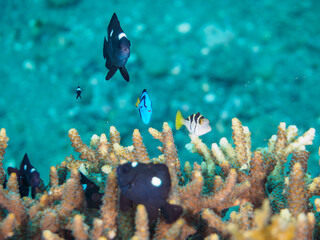 ヒリゾ浜の美しいテーブルサンゴと可愛いナンヨウハギ（ニザダイ科）、ノコギリハギ（カワハギ科）,フタスジリュウキュウスズメダイ、ミツボシクロスズメダイ（スズメダイ科）の幼魚他。

静岡県伊豆半島賀茂郡南伊豆町中木から渡し船で渡るヒリゾ浜にて。
2023年水中撮影。


A Lovely Palette surgeonfish (Paracanthurus hepatus) and Black-sad