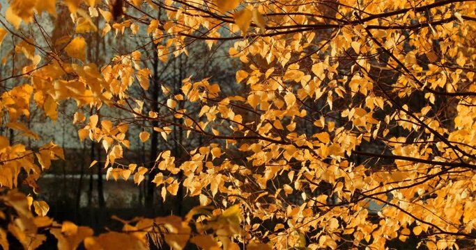 Woods foliage Turn in Yellow orange in autumn Timelapse. Autumn Mood. Autumn Forest Transition. Season Change Concept. Time Lapse, Time-lapse. Gently wind.