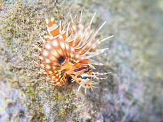 ヒリゾ浜の広げた羽根が美しい可愛いキリンミノ（フサカサゴ科）の幼魚。

静岡県伊豆半島賀茂郡南伊豆町中木から渡し船で渡るヒリゾ浜にて。
2023年水中撮影。


The Beautiful Zebra turkeyfish (Dendrochirus zebra) juvenile with their spread wings.

At Hirizohama beach, by ferry fr
