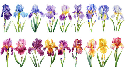 Iris flowers set botanical watercolor, floral illustration for invitation card design. Flower, leaf isolated. Wildflower - 786046038