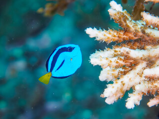 ヒリゾ浜の美しいテーブルサンゴと可愛いナンヨウハギ（ニザダイ科）フタスジリュウキュウスズメダイ、ミツボシクロスズメダイ（スズメダイ科）の幼魚他。

静岡県伊豆半島賀茂郡南伊豆町中木から渡し船で渡るヒリゾ浜にて。
2023年水中撮影。


A Lovely Palette surgeonfish (Paracanthurus hepatus) and Reticulated Dascyllus (D