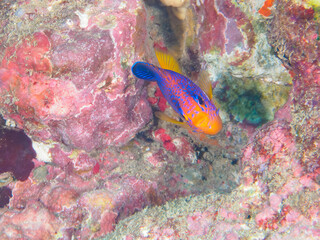 ヒリゾ浜の美しいレンテンヤッコ（キンチャクダイ科）の幼魚他。

静岡県伊豆半島賀茂郡南伊豆町中木から渡し船で渡るヒリゾ浜にて。
2023年水中撮影。


The Beautiful Japanese angelfish (Centropyge interruptus) juvenile and others. 

At Hirizohama beach, by ferry from Nakagi,