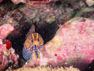 ヒリゾ浜の水中洞窟でクリアクリーナーシュリンプ（テナガエビ科）のクリーニングを受ける美しいトラウツボ（ウツボ科）。

静岡県伊豆半島賀茂郡南伊豆町中木から渡し船で渡るヒリゾ浜にて。
2023年水中撮影。


A beautiful Dragon Moray (Enchelycore pardalis) being cleaned by a Clear Cleaner Shrimp (Urocari