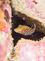 ヒリゾ浜の可愛いシボリキンチャクフグ（フグ科）の幼魚。

静岡県伊豆半島賀茂郡南伊豆町中木から渡し船で渡るヒリゾ浜にて。
2023年水中撮影。


The Lovely Honeycomb toby (Canthigaster janthinoptera) juvenile.

At Hirizohama beach, by ferry from Nakagi, Minami-Izu-cho,  