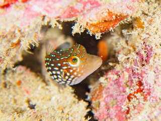 ヒリゾ浜の可愛いシボリキンチャクフグ（フグ科）の幼魚。

静岡県伊豆半島賀茂郡南伊豆町中木から渡し船で渡るヒリゾ浜にて。
2023年水中撮影。


The Lovely Honeycomb toby (Canthigaster janthinoptera) juvenile.

At Hirizohama beach, by ferry from Nakagi, Minami-Izu-cho,  