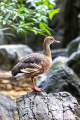A plumed whistling duck, Dendrocygna eytoni, also called the grass whistling duck, is a bird species endemic to Australia.
