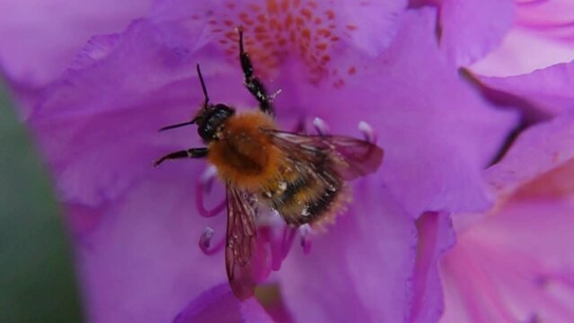 Large Earth Bumblebee Sucking Nectar From Blossoming Pink Flower. macro shot, slow motion