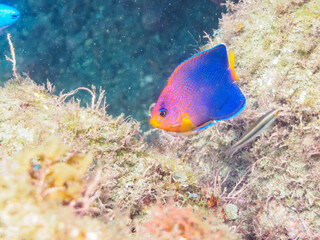 ヒリゾ浜の美しいレンテンヤッコ（キンチャクダイ科）の幼魚他。

静岡県伊豆半島賀茂郡南伊豆町中木から渡し船で渡るヒリゾ浜にて。
2023年水中撮影。


The Beautiful Japanese angelfish (Centropyge interruptus) juvenile and others. 

At Hirizohama beach, by ferry from Nakagi,