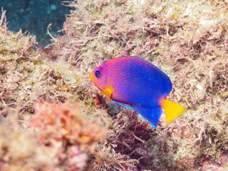 ヒリゾ浜の美しいレンテンヤッコ（キンチャクダイ科）の幼魚他。

静岡県伊豆半島賀茂郡南伊豆町中木から渡し船で渡るヒリゾ浜にて。
2023年水中撮影。


The Beautiful Japanese angelfish (Centropyge interruptus) juvenile and others. 

At Hirizohama beach, by ferry from Nakagi,