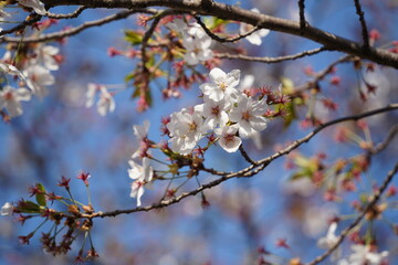 cherry blossom in spring, close up of beautiful cherry blossoms