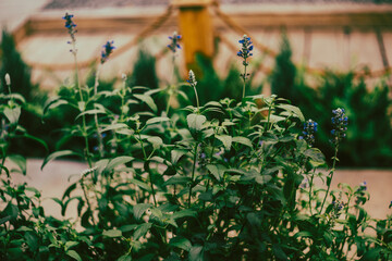 The Salvia farinacea is about 50cm tall, the trunk Salvia farinacea is a perennial herb. The Salvia farinacea will have many flowers if Salvia farinacea receives good care from the grower
