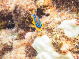 ヒリゾ浜の美しいミヤコキセンスズメダイ（スズメダイ科）の幼魚。

静岡県伊豆半島賀茂郡南伊豆町中木から渡し船で渡るヒリゾ浜にて。
2023年水中撮影。


The Beautiful Surge Damselfish (Chrysiptera leucopoma juvenile.

At Hirizohama beach, by ferry from Nakagi, Minami-Izu-cho