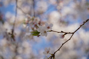 cherry blossom in spring, close up of beautiful cherry blossoms