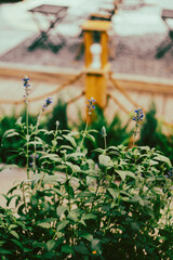 The Salvia farinacea is about 50cm tall, the trunk Salvia farinacea is a perennial herb. The Salvia farinacea will have many flowers if Salvia farinacea receives good care from the grower