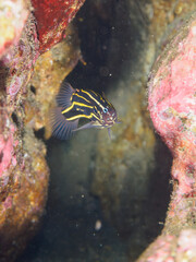 ヒリゾ浜の水中洞窟の不思議なヌノサラシ（ハタ科）の幼魚。

静岡県伊豆半島賀茂郡南伊豆町中木から渡し船で渡るヒリゾ浜にて。
2023年水中撮影。


Mysterious Goldenstriped soapfish (Grammistes sexlineatus) juvenile in sea caves.

At Hirizohama beach, by ferry from Nakagi,