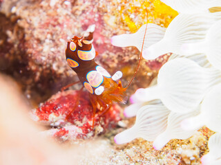 ヒリゾ浜のイソギンチャクにつく美しいイソギンチャクモエビ（モエビ科）。

日本国静岡県伊豆半島賀茂郡南伊豆町中木から渡し船で渡るヒリゾ浜にて。
2023年水中撮影。


The beautiful Sexy Shrimp (Thor amboinensis) in Sea Anemones.

At Hirizohama beach, by ferry from Nakagi, Minami-Iz