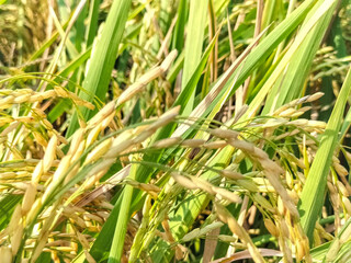 Obraz premium View of rice began to yellow in the rice fields, almost the harvest, grains in the rice fields, green and yellow grains are visible, soon the rice will be harvested by farmers. 