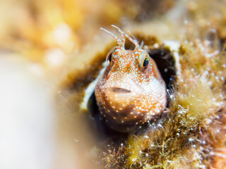 ヒリゾ浜の美しいサンゴと可愛いホシギンポ（イソギンポ科）の幼魚。

日本国静岡県伊豆半島賀茂郡南伊豆町中木から渡し船で渡るヒリゾ浜にて。
2023年水中撮影。


Lovely Stellar rockskipper (Entomacrodus stellifer) juvenile in Beautiful Table coral.

At Hirizohama beach, by ferry 