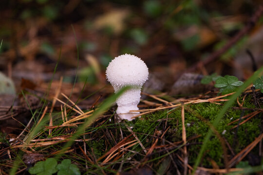 White mushroom raincoat in the forest