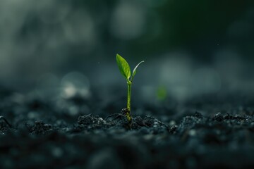 A small sprout from the ground