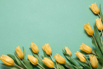  Spring's Gentle Embrace - A serene display of yellow tulips gently resting against a soft green...