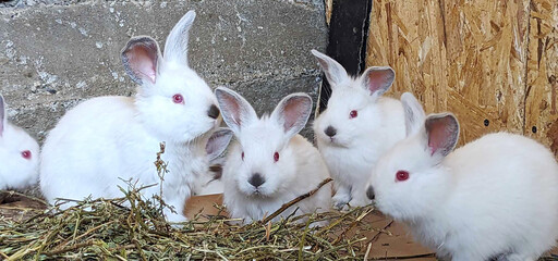 Rabbits in the grass. White rabbit in the garden. 