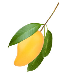Yellow mango fruit with stem and leaves isolated white background.