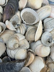 Various mussels in a pile close up