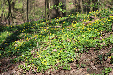 Spring day in a forest. Wildflowers in the woods. Sunny calm day in nature. 