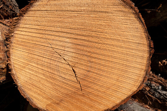 Textura de um tronco de madeira de castanheiro com algumas rachaduras sobre a superfície
