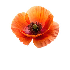 Iceland poppy flower isolated on transparent background