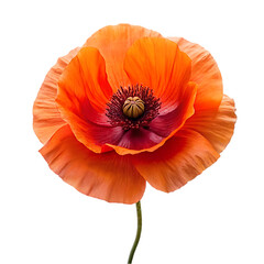 Iceland poppy flower isolated on transparent background