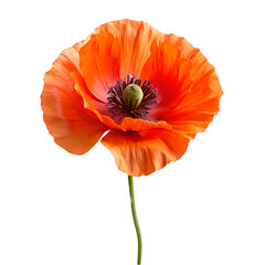 Iceland poppy flower isolated on transparent background