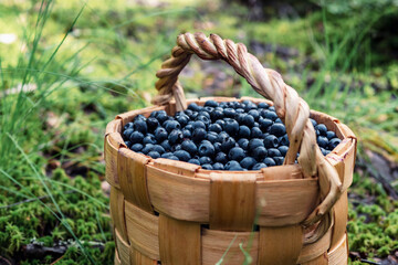 Image of a basket with wild blueberries, concept of healthy, ecological food. Close-up